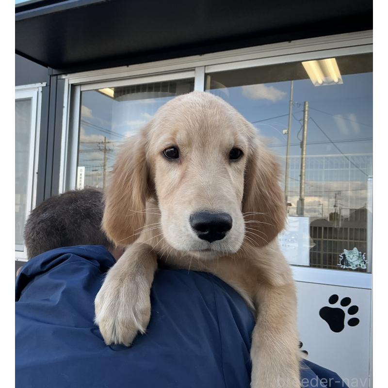 成約済の山形県のゴールデンレトリーバー-404625の5枚目