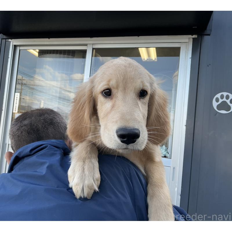 成約済の山形県のゴールデンレトリーバー-404625の4枚目