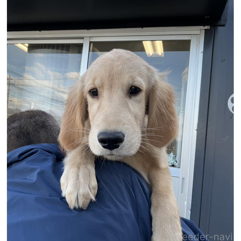 成約済の山形県のゴールデンレトリーバー-404625の3枚目