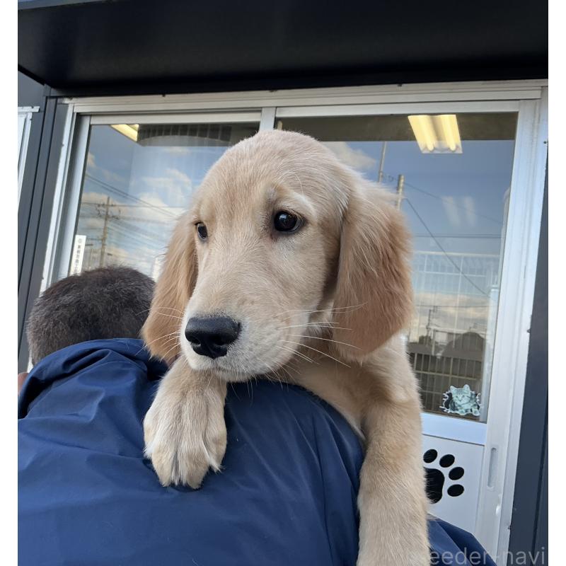 成約済の山形県のゴールデンレトリーバー-404625の2枚目