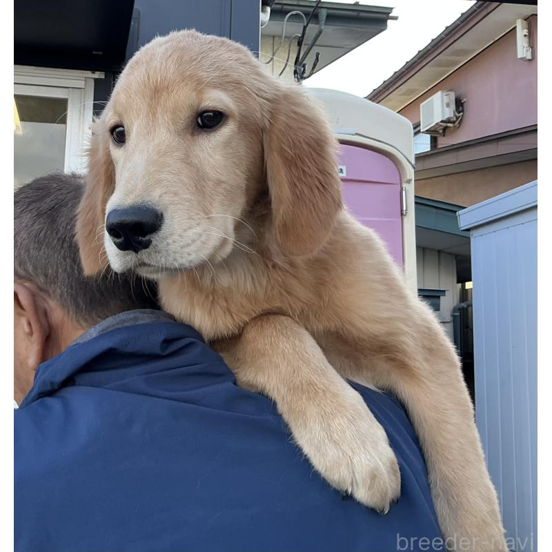 販売中の山形県のゴールデンレトリーバー-404622の5枚目
