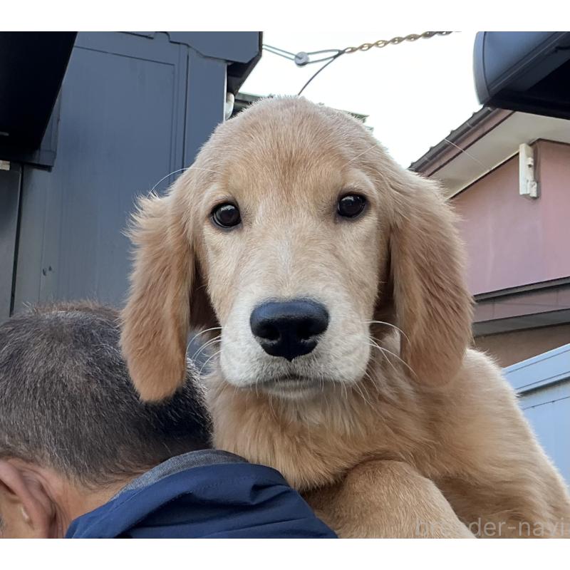 販売中の山形県のゴールデンレトリーバー-404622の4枚目