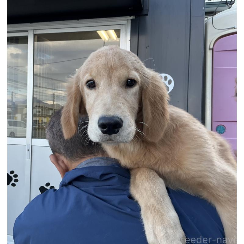 販売中の山形県のゴールデンレトリーバー-404622の3枚目