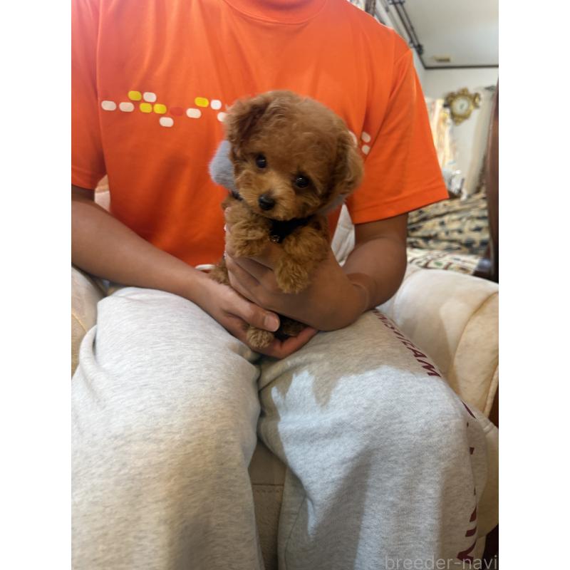 販売中の岩手県のティーカッププードル-412546の4枚目