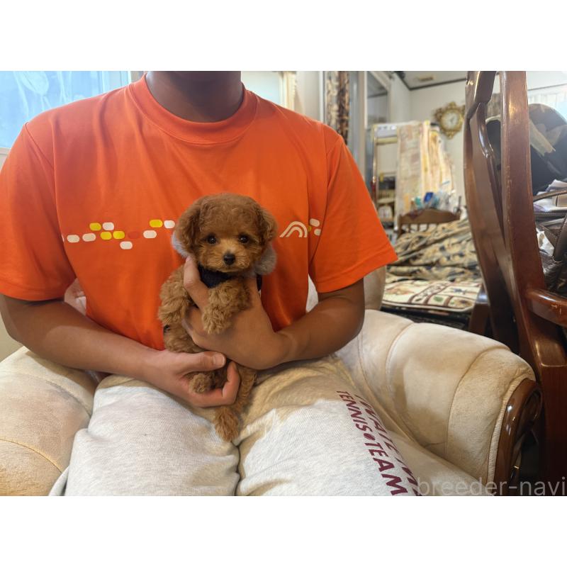 販売中の岩手県のティーカッププードル-412546の3枚目