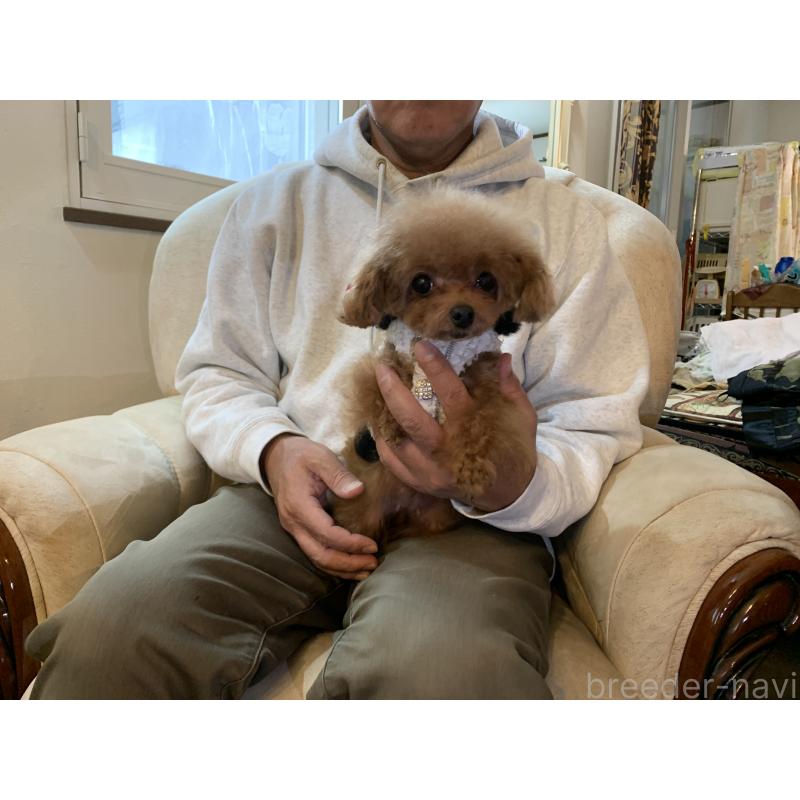 販売中の岩手県のティーカッププードル-412546の2枚目