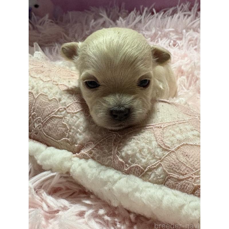 販売中の山形県のチワマル:チワワ×マルチーズ-422372