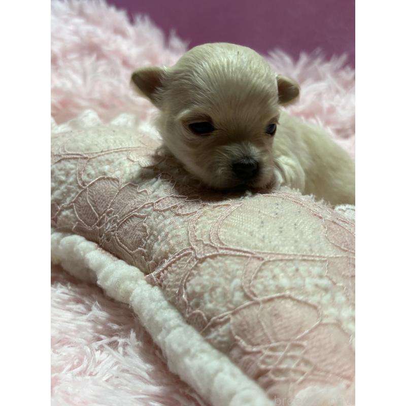 販売中の山形県のチワマル:チワワ×マルチーズ-422371