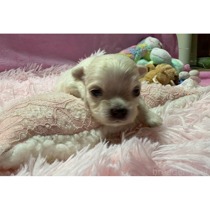 販売中の山形県のチワマル:チワワ×マルチーズ-422370