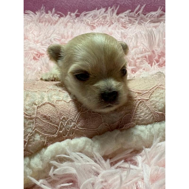 販売中の山形県のチワマル:チワワ×マルチーズ-422369