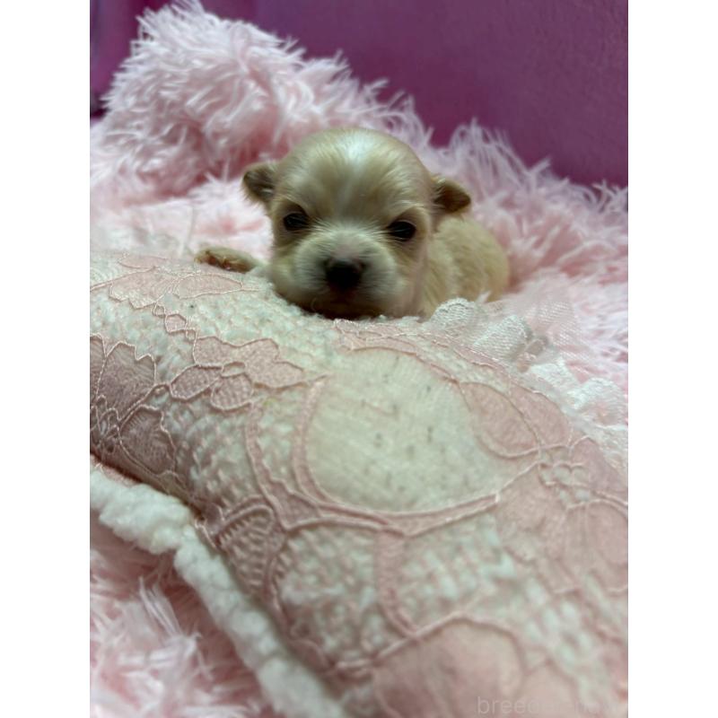 販売中の山形県のチワマル:チワワ×マルチーズ-422367