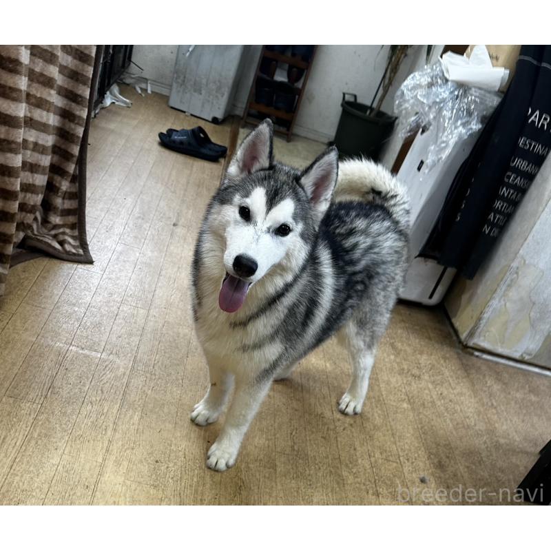 成約済の千葉県のシベリアンハスキー-401730の1枚目