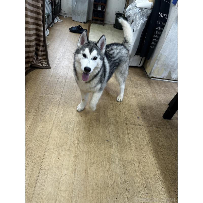成約済の千葉県のシベリアンハスキー-401730の4枚目