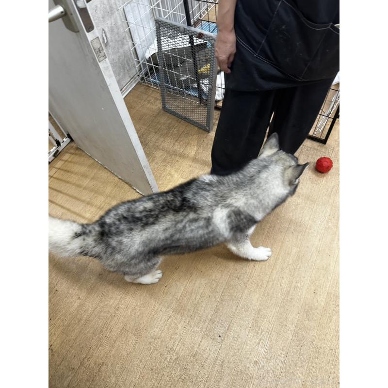 成約済の千葉県のシベリアンハスキー-401730の2枚目