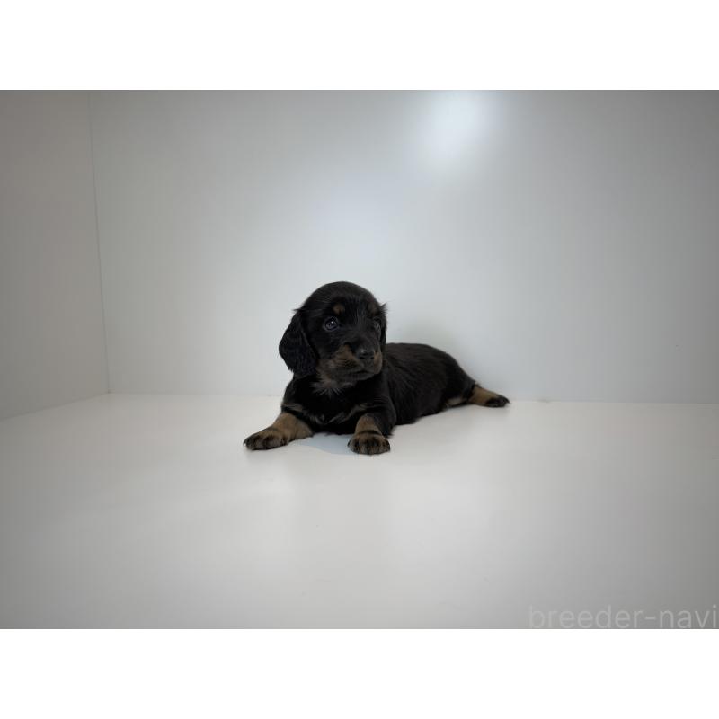 販売中の山口県のミニチュアダックスフンド(ロングヘアード)-423747の2枚目