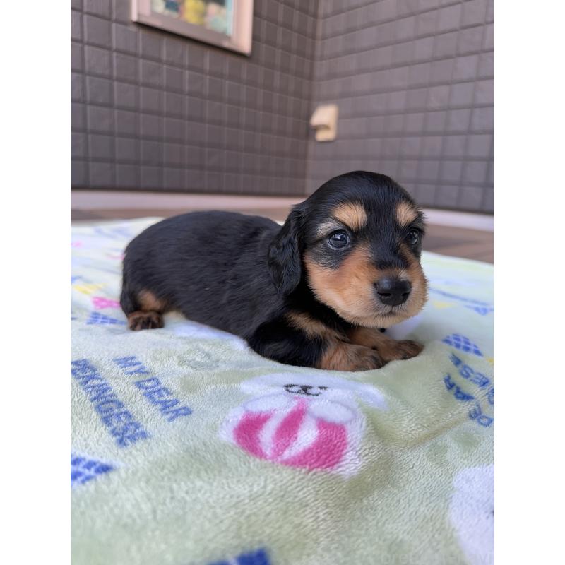 販売中の東京都のミニチュアダックスフンド(ロングヘアード)-423749の14枚目