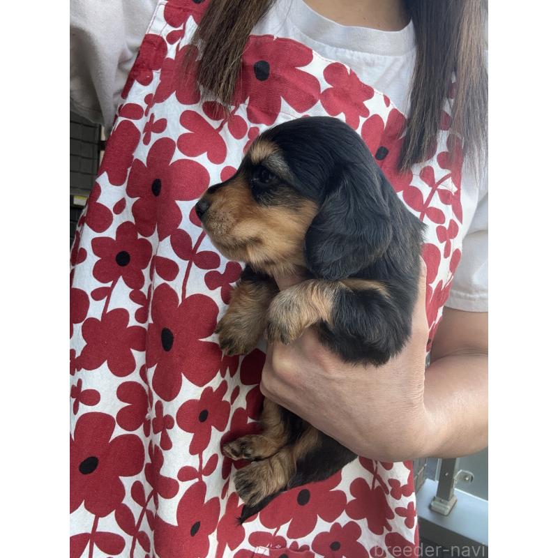 販売中の東京都のミニチュアダックスフンド(ロングヘアード)-423749の13枚目