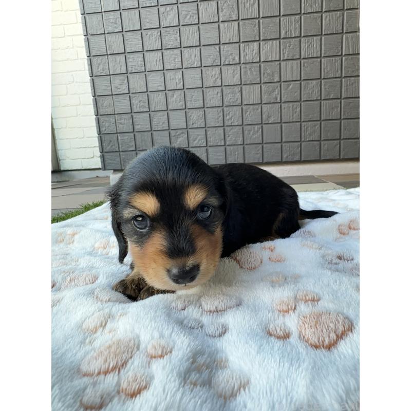 販売中の東京都のミニチュアダックスフンド(ロングヘアード)-423749の12枚目