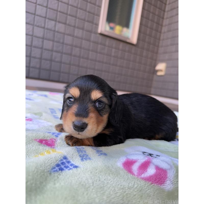 販売中の東京都のミニチュアダックスフンド(ロングヘアード)-423749の11枚目