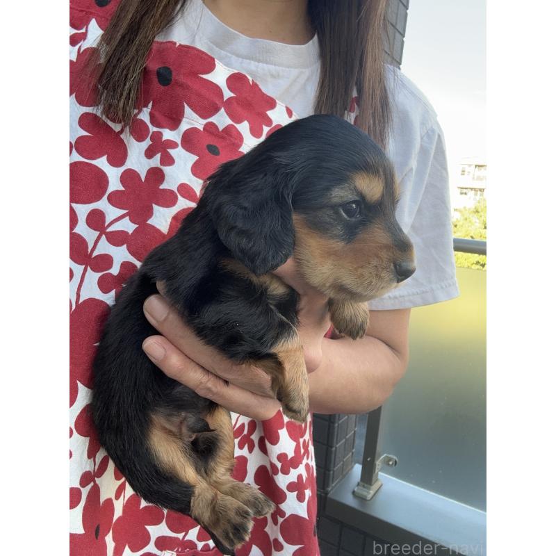 販売中の東京都のミニチュアダックスフンド(ロングヘアード)-423749の10枚目