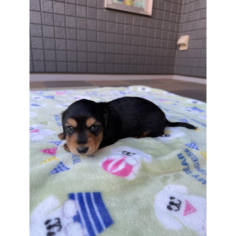 販売中の東京都のミニチュアダックスフンド(ロングヘアード)-423749の9枚目