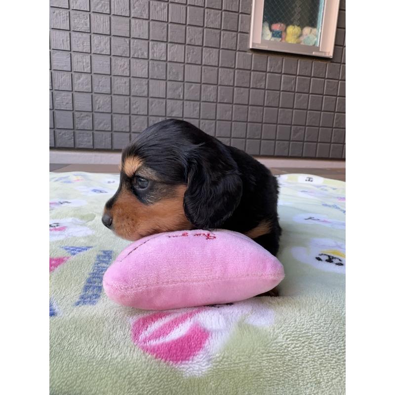 販売中の東京都のミニチュアダックスフンド(ロングヘアード)-423749の8枚目