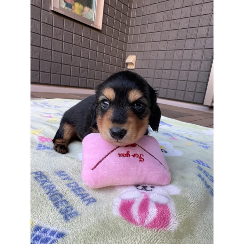 販売中の東京都のミニチュアダックスフンド(ロングヘアード)-423749の1枚目