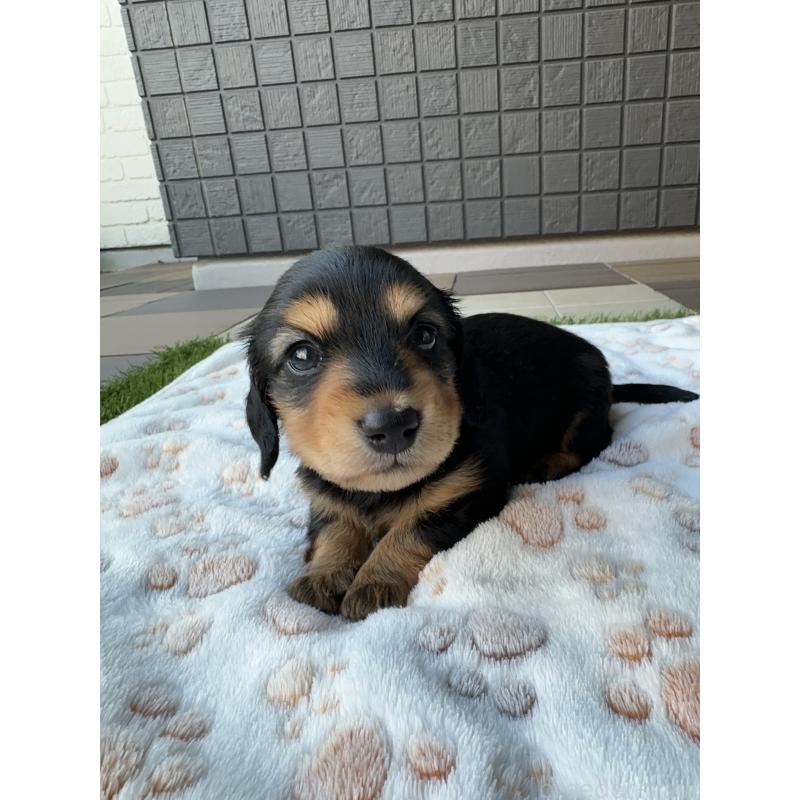 販売中の東京都のミニチュアダックスフンド(ロングヘアード)-423749の7枚目