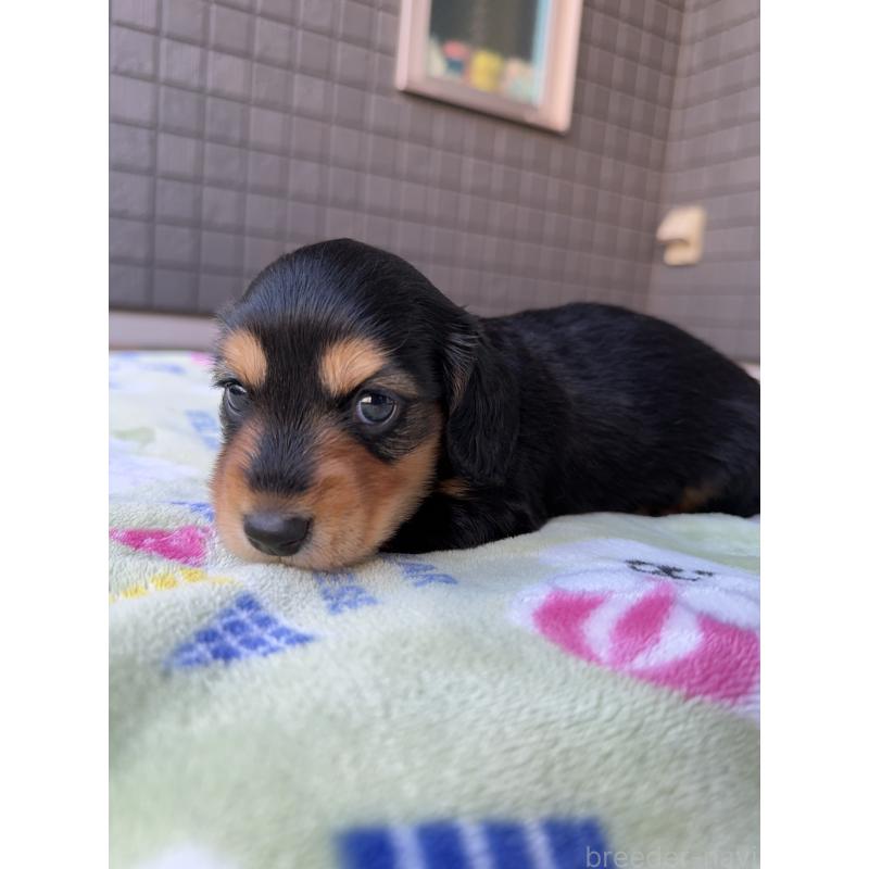 販売中の東京都のミニチュアダックスフンド(ロングヘアード)-423749の6枚目