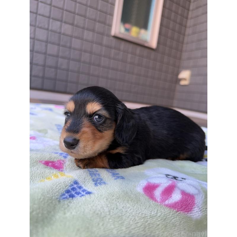 販売中の東京都のミニチュアダックスフンド(ロングヘアード)-423749の5枚目