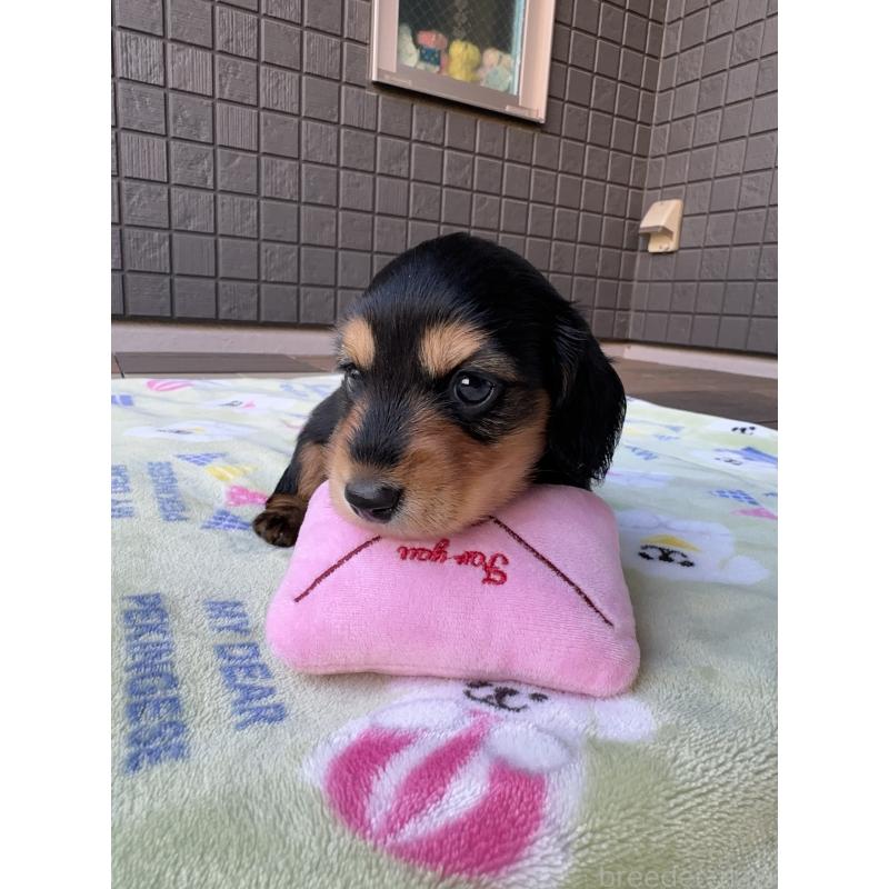 販売中の東京都のミニチュアダックスフンド(ロングヘアード)-423749の4枚目