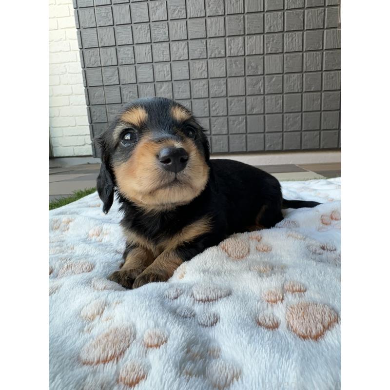 販売中の東京都のミニチュアダックスフンド(ロングヘアード)-423749の3枚目