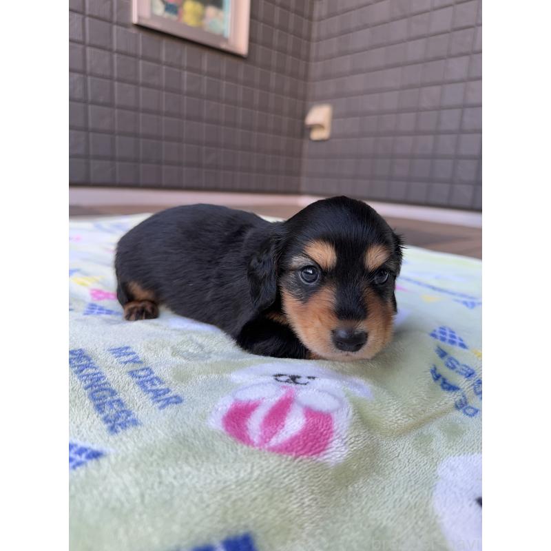 販売中の東京都のミニチュアダックスフンド(ロングヘアード)-423749の2枚目