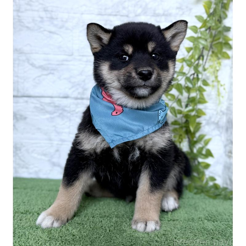 販売中の埼玉県の柴犬-417508の10枚目