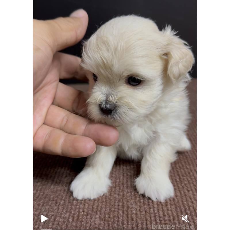 販売中の福岡県のミックス犬-423751の4枚目