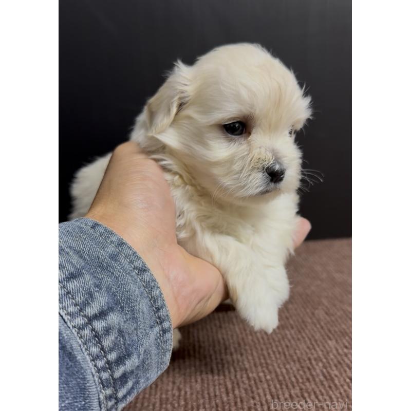 販売中の福岡県のミックス犬-423751の3枚目