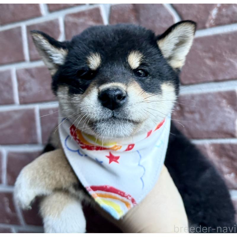 成約済の埼玉県の柴犬-420146の8枚目