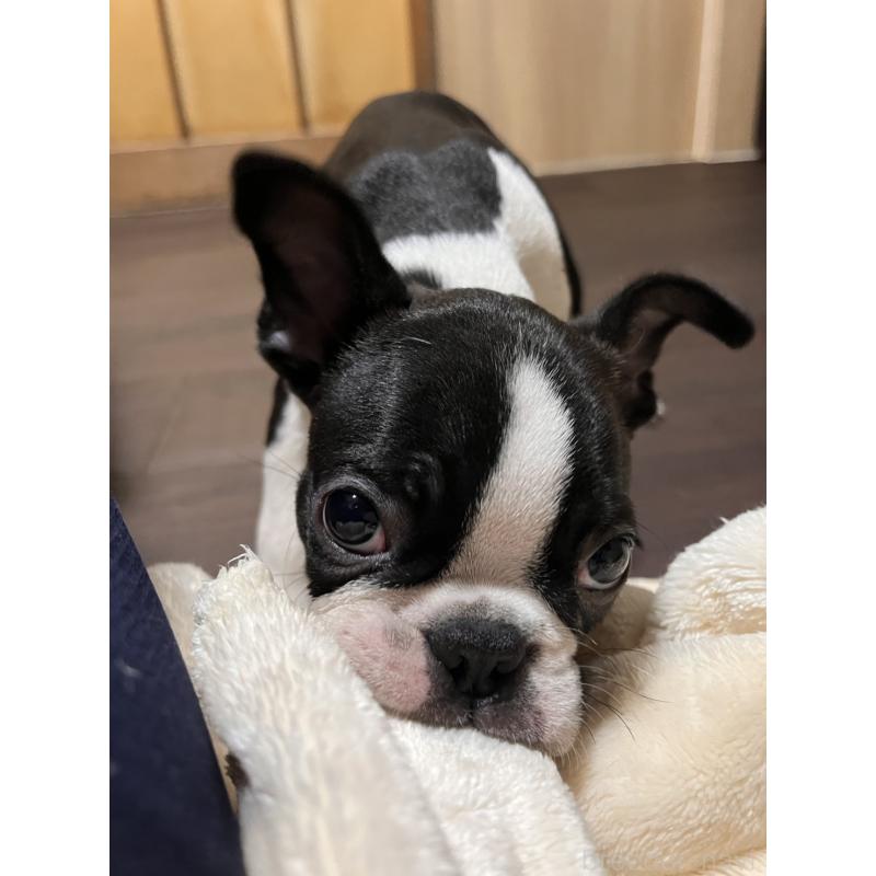 販売中の愛知県のボストンテリア-423752の3枚目