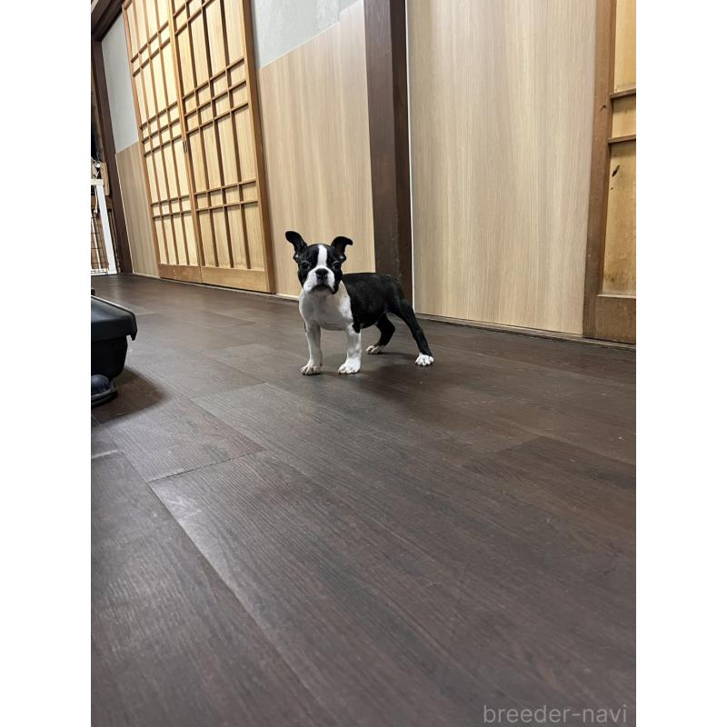 販売中の愛知県のボストンテリア-423752の2枚目