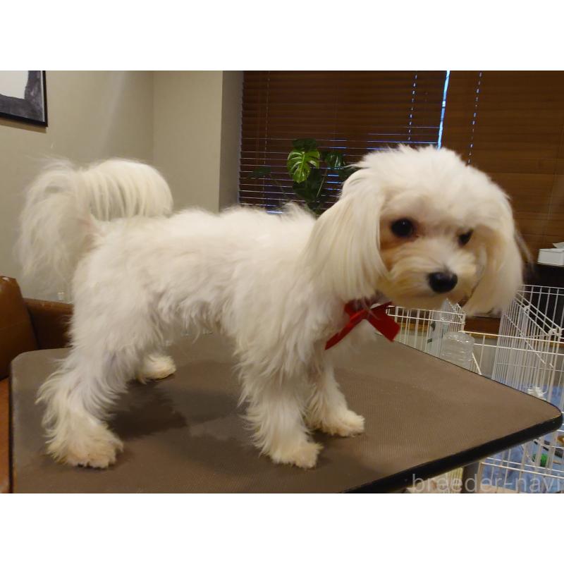 販売中の北海道のマルチーズ-423754の5枚目