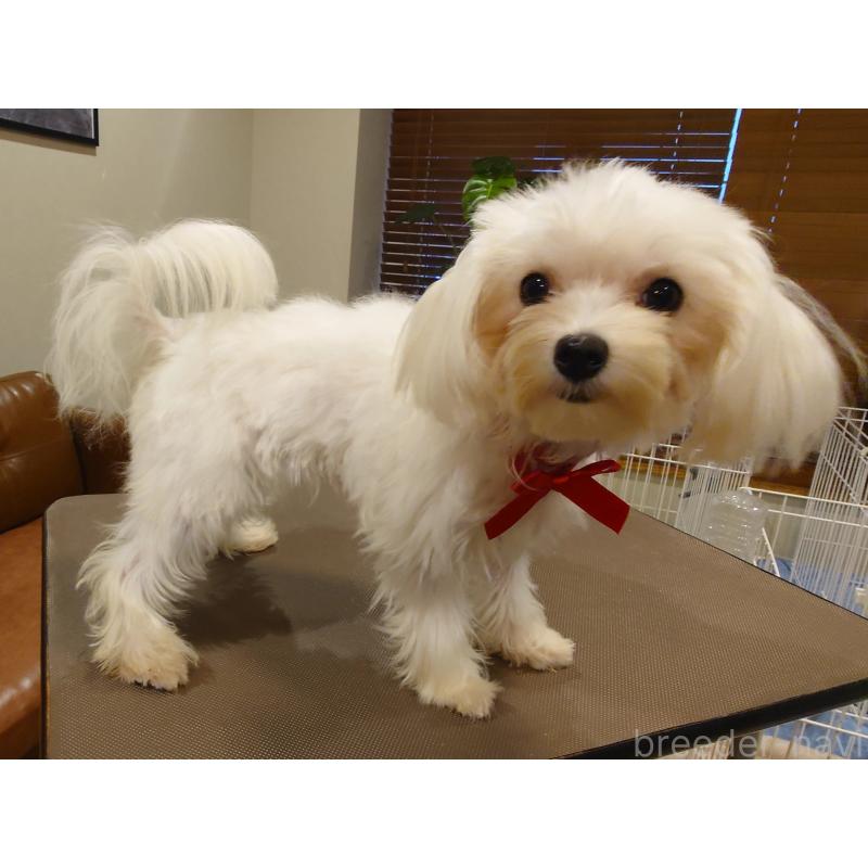 販売中の北海道のマルチーズ-423754の4枚目