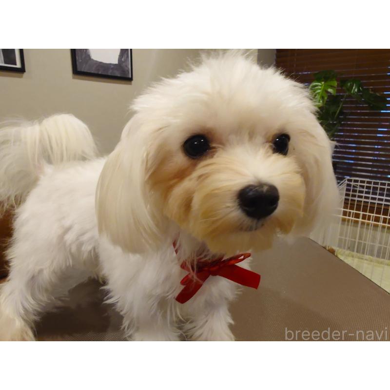 販売中の北海道のマルチーズ-423754の3枚目