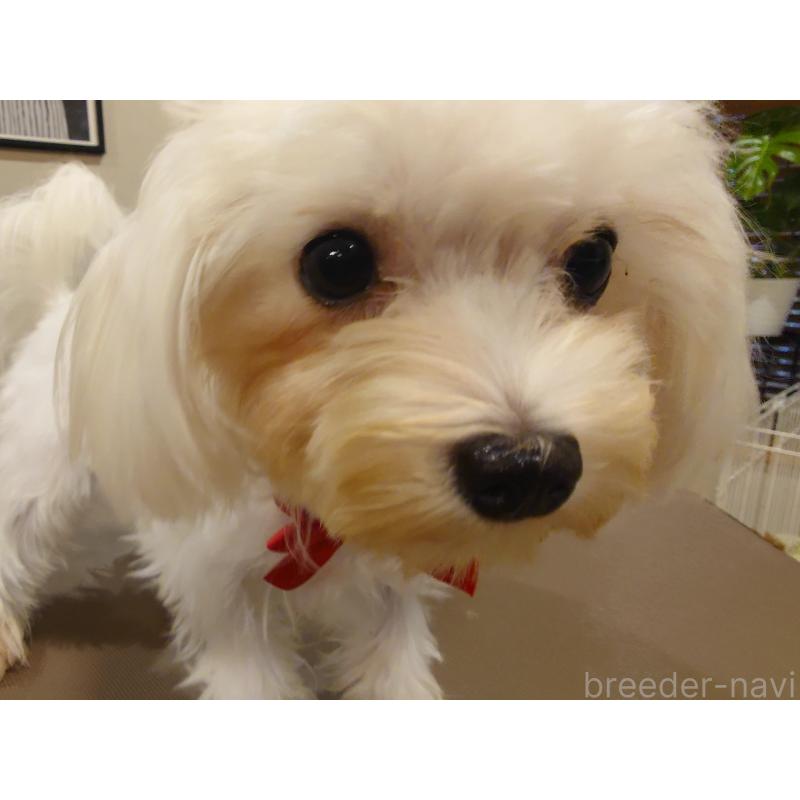 販売中の北海道のマルチーズ-423754の2枚目