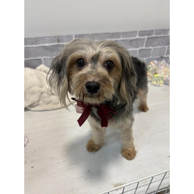 販売中の東京都のヨープー:ヨークシャーテリア×トイプードル-414854の4枚目