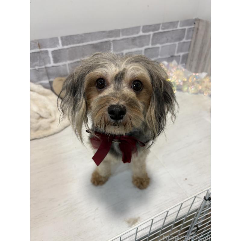 販売中の東京都のヨープー:ヨークシャーテリア×トイプードル-414854の3枚目
