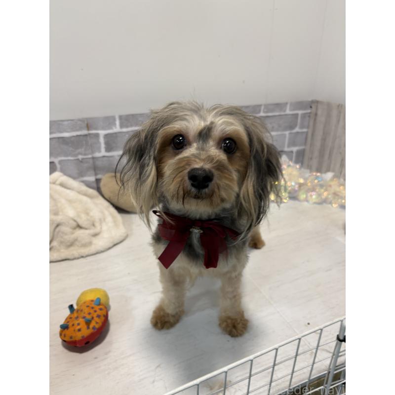 販売中の東京都のヨープー:ヨークシャーテリア×トイプードル-414854の2枚目