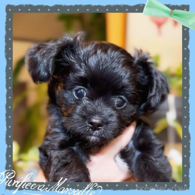 販売中の静岡県のチワプー:チワワ×トイプードル-417084