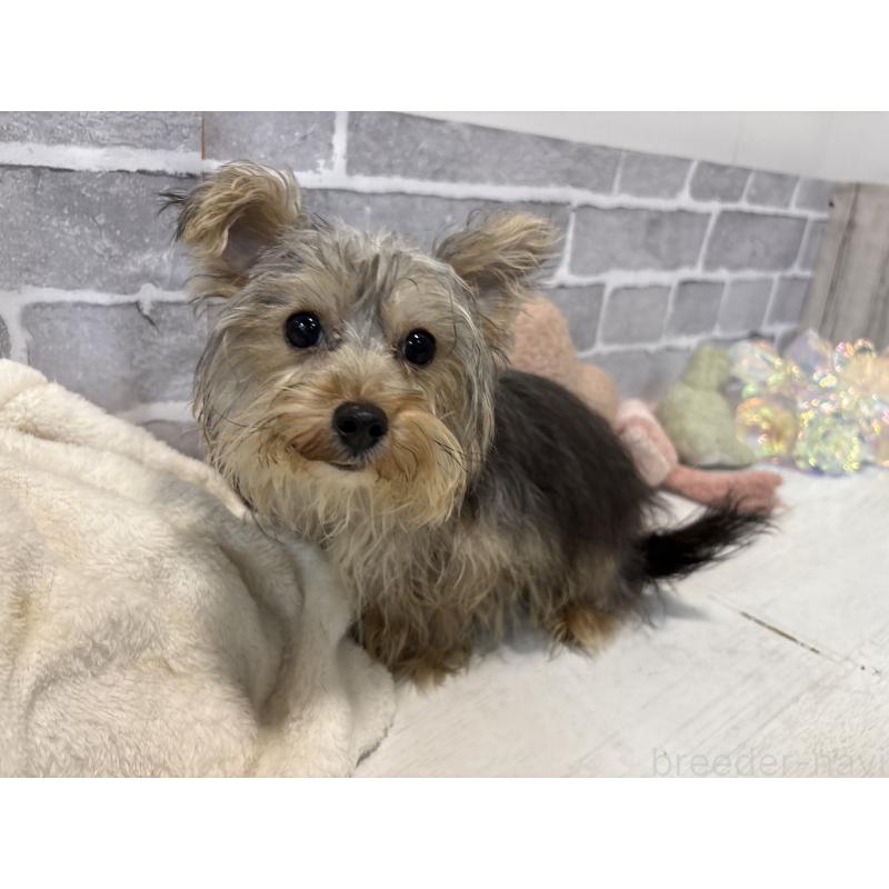 販売中の東京都のヨープー:ヨークシャーテリア×トイプードル-388908の4枚目