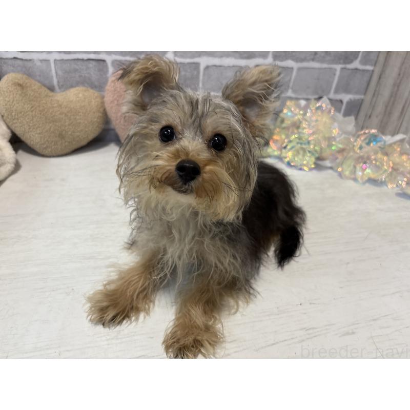 販売中の東京都のヨープー:ヨークシャーテリア×トイプードル-388908の3枚目