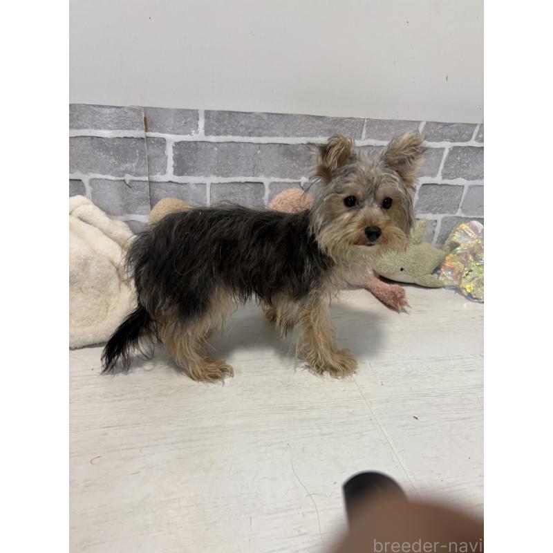 販売中の東京都のヨープー:ヨークシャーテリア×トイプードル-388908の2枚目